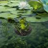 Resin Garden Ornaments Frog Statue Water Floating with Frog Ornament Animal Gardening Gifts for Home Garden Pond Decoration