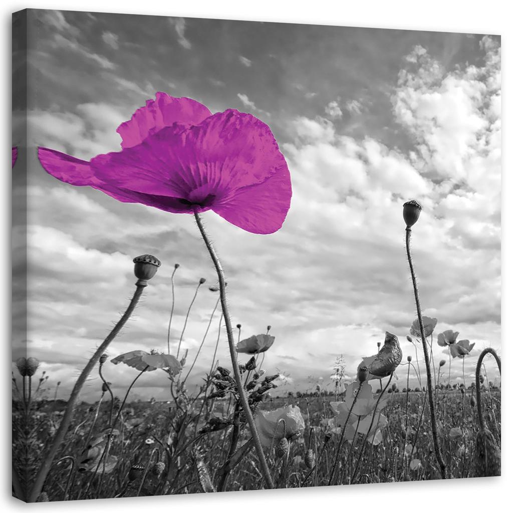 Canvas Print, Violet Poppy Flower Plant