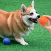 PH Dog Pet Puppy Play Elastic Ball 9052 M