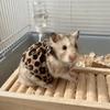 Soft Pet Princess Dress Wear Resistant Small Pet Slip Dress Indoor Outdoor