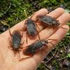 Realistic 50Pcs Fake Rubber Cockroach Toy Prank Joke Trick Simulation Model Lifelike Roach Bug Funny Gag Gift For Halloween