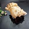 Lesvoorbereiding voor grootschalige maritieme decoratie Natuurlijke schelp Conch Creatieve wooncadeaus Decor Kamerbeeldjes voor binnenbureau