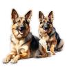 German Shepherd Car Stickers Waterproof Vinyl Decals Auto Body Window Bumper Decor Motorcycle Helmet Stickers TM222