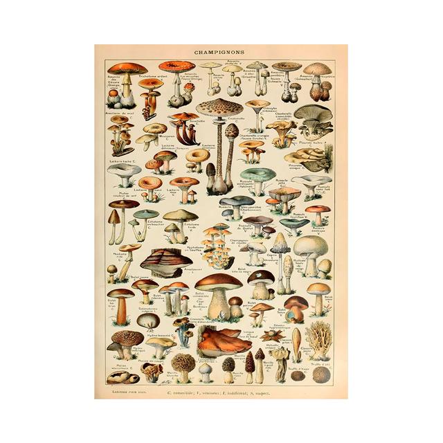 Vintage Vegetable Fruit Mushroom Oil Painting Poster Printing Antique Wall Decoration Art Kitchen