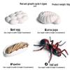 Pediatric Cognitive Simulation: Mini Salmon Growth Cycle Toy