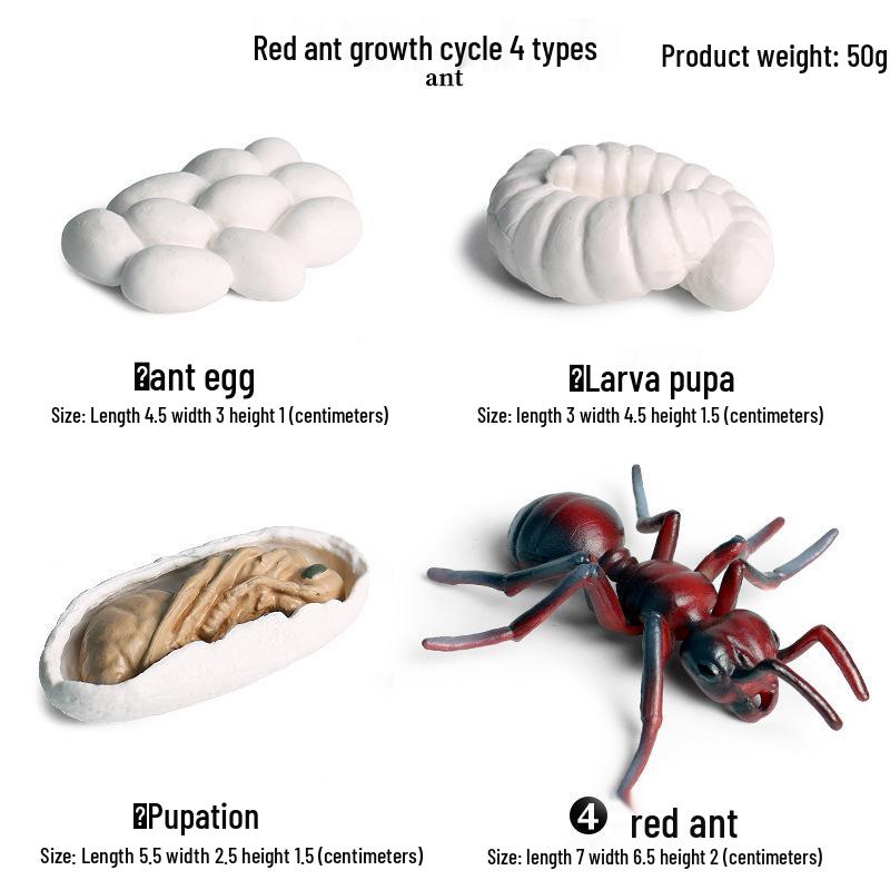 Pediatric Cognitive Simulation: Mini Salmon Growth Cycle Toy