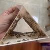 Home Kitchen And Clothing Adhesive Pantry Moth Traps With Pheromones Prime Clothes Closet Moth Traps Magic Moth Catcher