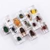Bloc Specimen Insectă din Rășină – Real în Epoxid Transparent Pentru Știință, Educație și Decor Acasă