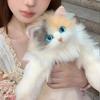 Mignon Chat Simulé Sac à Dos Design Femmes Kawaii Peluche Douce Tendance Sac à Dos Sac à Main Pour Femme Sac d'École Cadeau Pour Filles