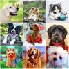 Peinture de diamant 5D de chien à faire soi-même, perceuse ronde complète, strass, mosaïque d'animaux, broderie artistique, point de croix, Kits de décoration de la maison