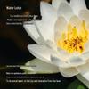 Tesori D'oriente Water Lotus Moisturizing Body Lotion