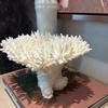 Modern Geometric Art Simulation Coral Sculpture Ornaments, White Coral Model Sculptures, Resin Crafts, Home Decoration