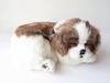 [Ninya e Kino] Perfetto Cucciolo Shih Tzu taglia S (ca.. 22 centimetri) Peluche cane Realistico Realistico Pancia si muove come se respirasse sonoramente