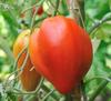 35 Ochsenherz-Tomatensamen - Echtes uraltes Gemüse - reproduzierbare Bauernsamen - Semi-Wild