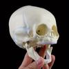 1: 1 İnsan Fetal Bebek Bebek Tıbbi Kafatası Anatomik İskelet Modeli Tıbbi Bilim için Öğretim Malzemeleri