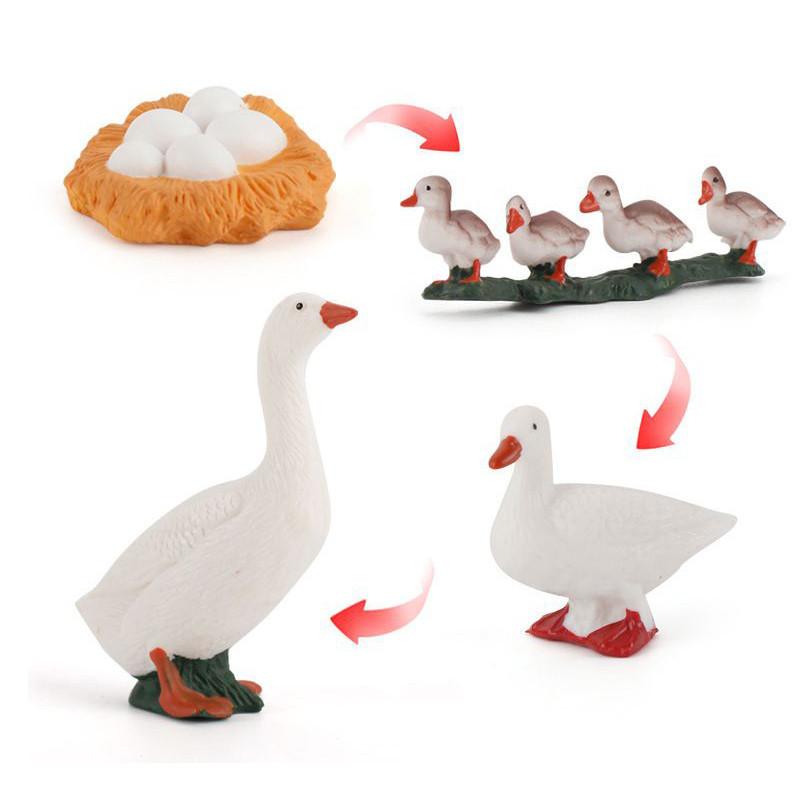 Charming Simulation Solid Turtle Chick Frog Animal Growth Cycle Montessori Teaching Aids For Educational Fun And Collectible Decor
