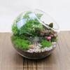 Oblique Borosilicate Glass Vase Transparent Succulents Plant Container Plant Terrarium  Garden