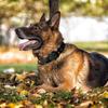 Adjustable Nylon Pet Collar Metal Buckle Dogs Accessories Necklace Puppy For Dogs Outdoor Activities For Large Medium Small Dogs