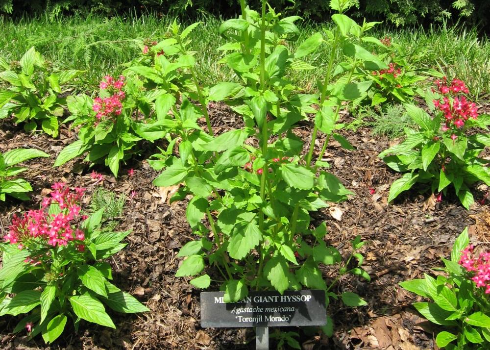 SAFLAX - Garden in the Bag - Mexican Giant Hyssop - 50 seeds - With substrate in a fitting stand up bag - Agastache mexicana