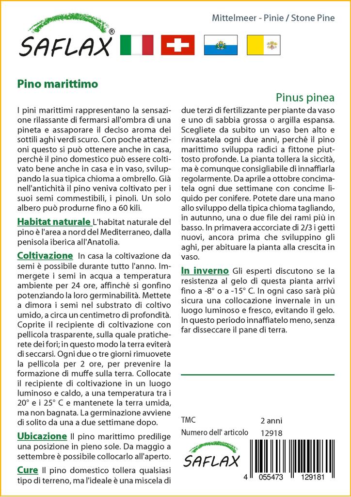 SAFLAX Stone Pine - 6 Seeds - Pinus Pinea