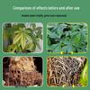 Universal Plant Nutrient Solution for Potted Money Trees, Happiness Trees, Succulents, Flowers, and Green Plants.