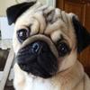 3D DIY Round Diamond Painting Pug Dog Animals Embroidery Full Square Diamond Painting Cross Stitch Rhinestone Mosaic Painting