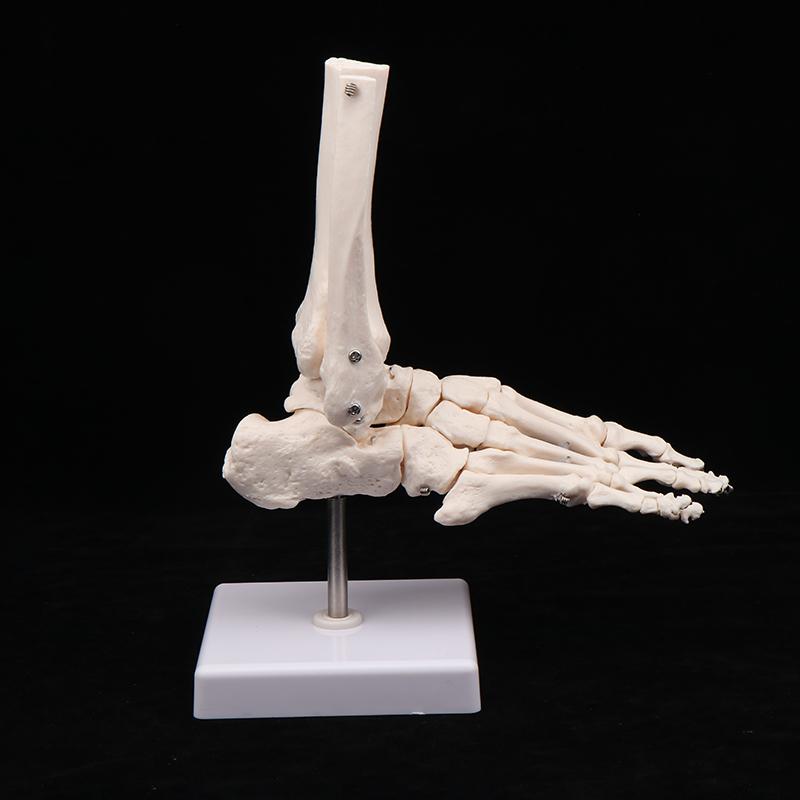Dirsek Kemiği (Ulna) ve Radyus Kemiğini Göstererek İnsan El ve Ayaklarının Doğal Hareketini Tasvir Eden Anatomik El ve Ayak İskelet Modeli