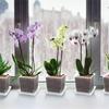 Reusable Transparent Plastic Flower Pots, Breathable Orchid Planters, Root Control Pots for Phalaenopsis Repotting, Clear Square Plant Pots