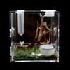 Mini Reptiler Kläckningslåda Klar Akrylbur Habitat Insektsmatningslåda Terrarium Tank Rymningssäker För Insekter Hoppande Spindel