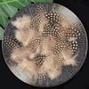 50pcs Small Size Natural Feathers Spotted Pattern Real Plumes Spotted Feathers Multicolo Natural Color Fake Eyelashes DIY