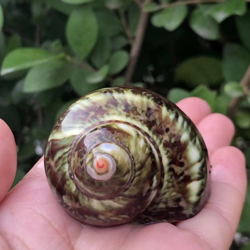 Hermit Crab Replacement & Whelk Natural Seashells for Aquarium Décor