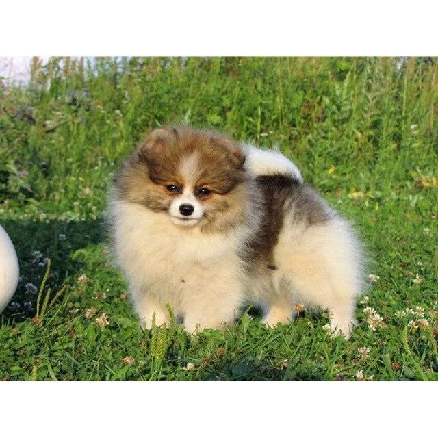 5D DIY Diamond Painting Kit Cute Puppy Art Diamond Embroidery Rhinestones Decorations for Home