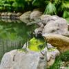 Frog Garden Statue Handmade Iron Frog Ornament Collectible Frog Figurine for Patio Balcony