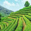 Lavender Bloom Tea Select Natural Floral Herbal Gift Good For Sleep 50g