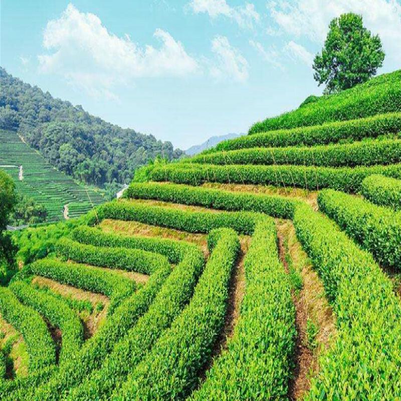 Lavender Bloom Tea Select Natural Floral Herbal Gift Good For Sleep 50g