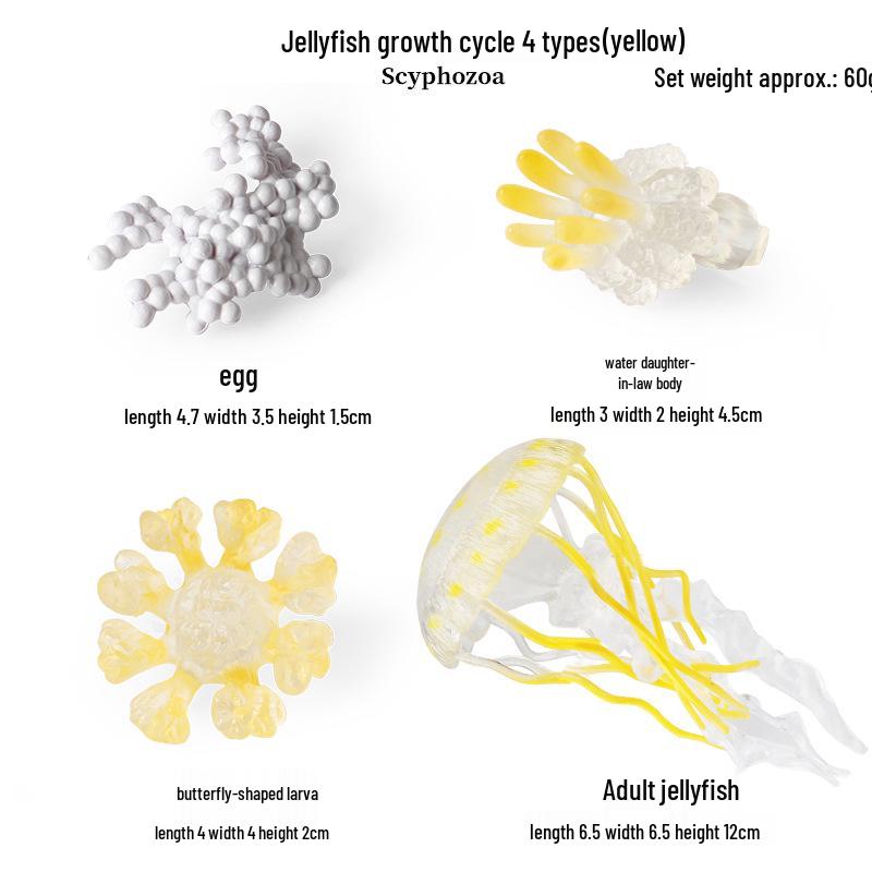 Pediatric Cognitive Simulation: Mini Salmon Growth Cycle Toy