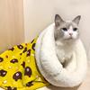 Warm Cat Sleeping Bag Soft Cuddly Fluffy Feel Thickened Pet Pocket Type Quilt Bed Kitten Puppy Comfortable Nest Pet Supplies