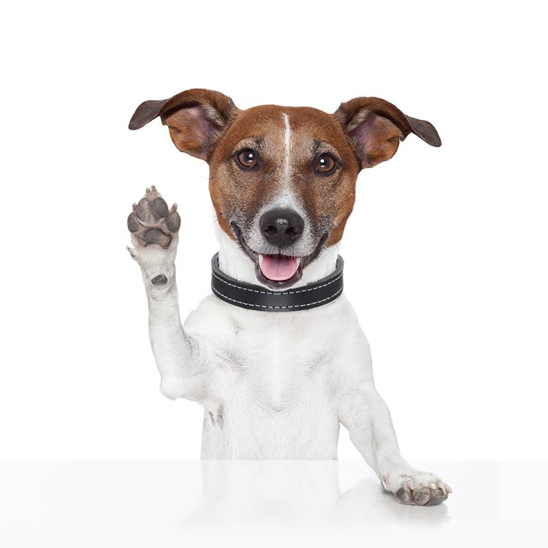 J504# Funny Jack Russell Terrier Dog Sticker On The Car Vinyl Decal Waterproof Decoration Car Stickers