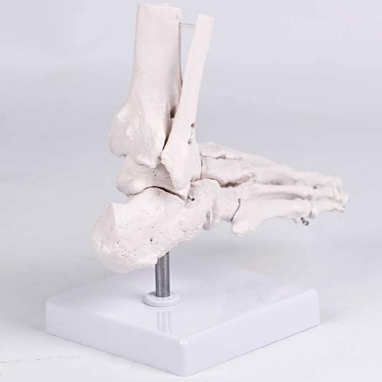 Gelişmiş Anatomi Dersleri ve Klinik İskelet Detayları İçin Gerçekçi İnsan Ayak Kemiği Modeli Öğretim Materyalleri