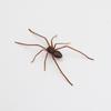 Funny Fridge Magnets Spider Refrigerator Sticker Flexible Legs Removable Realistic 3D Spider Fridge Magnet 3D Printed