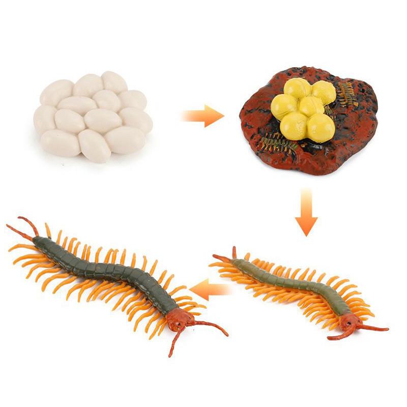 Charming Simulation Solid Turtle Chick Frog Animal Growth Cycle Montessori Teaching Aids For Educational Fun And Collectible Decor