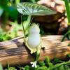 Frog Figurine for Fish Pond, Tank, and Garden Landscaping Decor