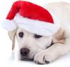 Christmas Pet Cat Dog Santa Hat Pet Costume Ornaments   Christmas Party Pet Supplies Cosplay Hat  Christmas Decoration