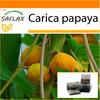 Jardin dans le sac - Melon Tree - 30 graines - Avec substrat dans un sac vertical adapté - Carica papaya