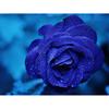 Diamond Painting Flower Blue Rose Rhinestone Cross Stitch Diamond Embroidery Flower Rhinestone