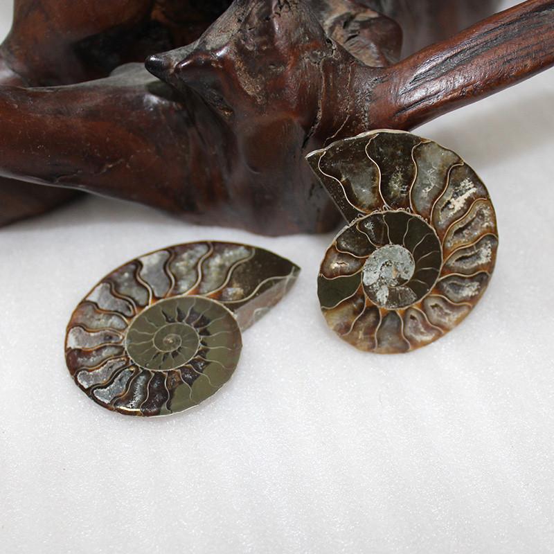 Elegant paar natuurlijke ammoniet fossiele schelpen voor genezing en woondecoratie