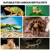 Transparent Acrylic Jumping Spider Enclosure Breeding Box Spliced Reptiles Geckos Insect Ventilated Terrarium For Tarantula