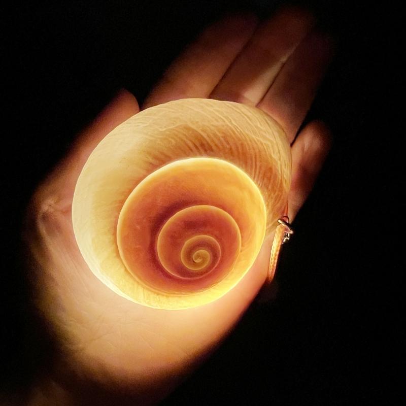 Zářivý náhrdelník s přívěskem ve tvaru mušle s nastavitelnou provázkovou řetízkovou pro noční večírky a venkovní akce. Trendy pro ženy.