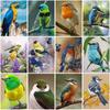 Round Diamond Painting DIY Cross Stitch Kit Bird Painting 5D Rhinestone Embroidery Mosaic Cross Stitch Wall Art Home Decor