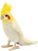 BH6457 HANSA Cockatiel 21
